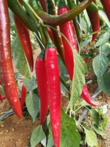 38d0f1d1-9999-4258-a840-f6a1c71dc60f