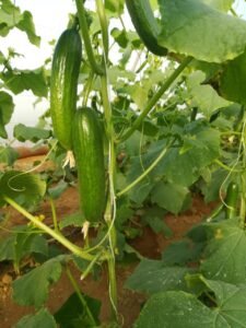 98dc2996-394d-43c3-bf50-6036e95a663e