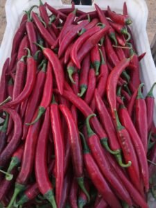 9bf54105-0dff-4a15-a0a4-5841d98017e1