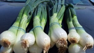 b8615810-884f-4cf7-b0ed-0036848287e5